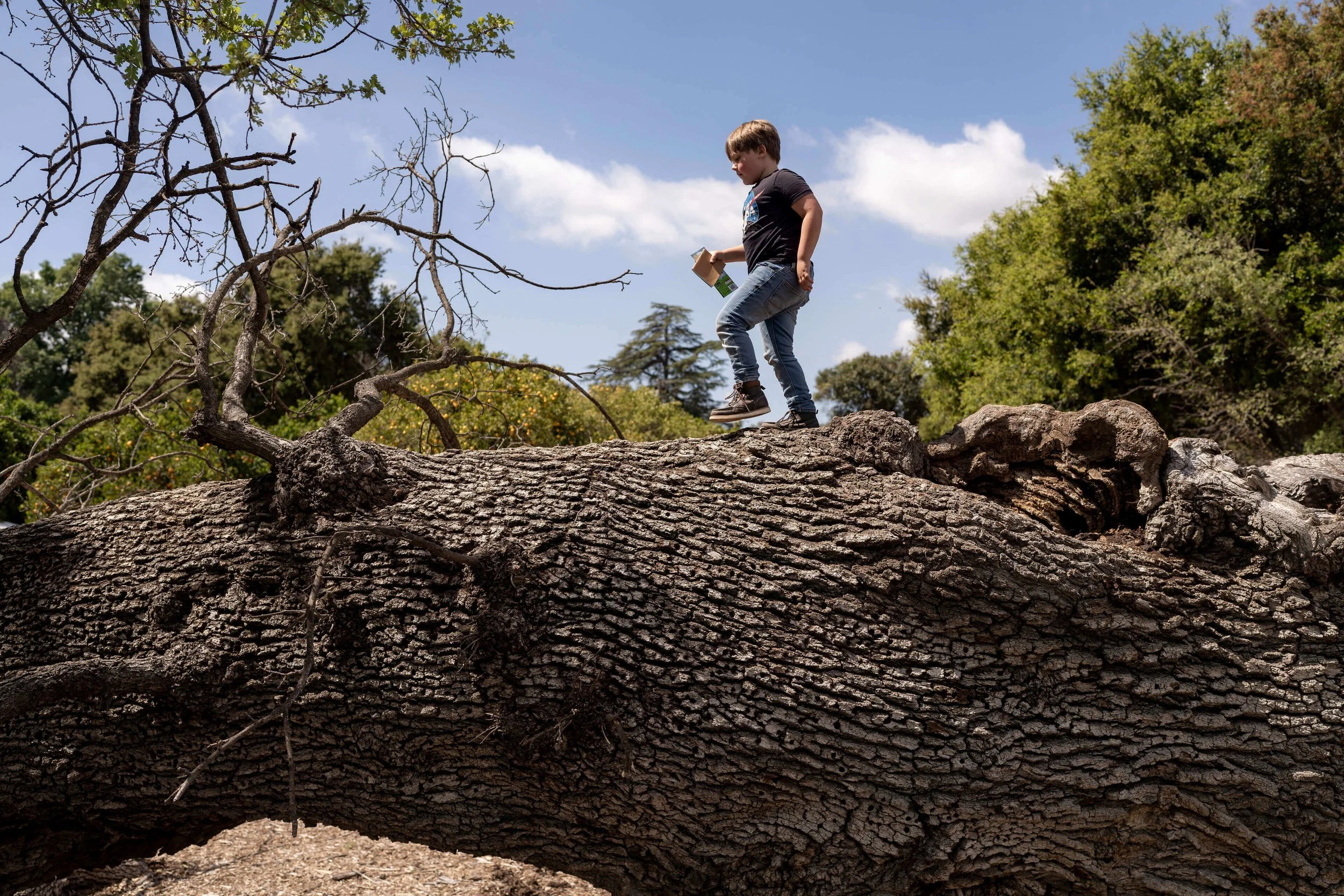 Dad's Old Oak Tree — vortex